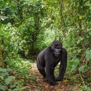 a gorilla in the jungle